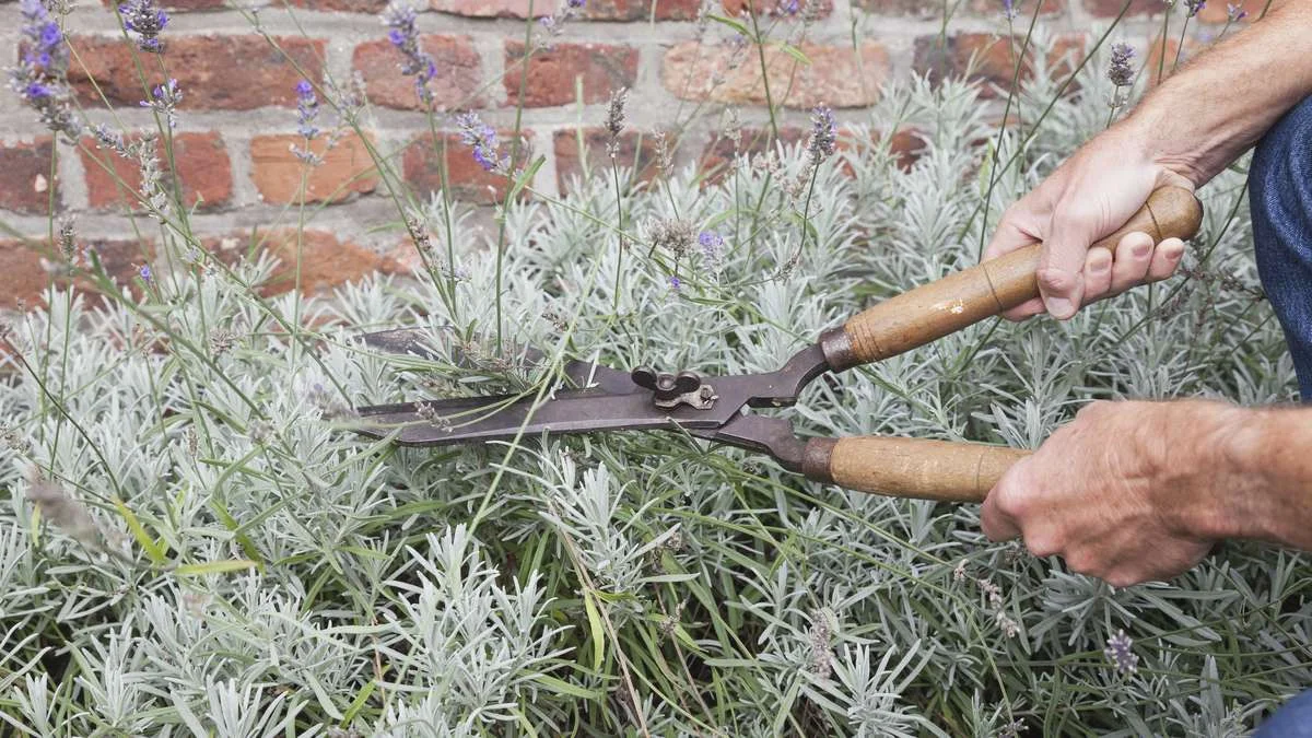 Lavendel: Juiste zomersnoei stimuleert tweede bloei