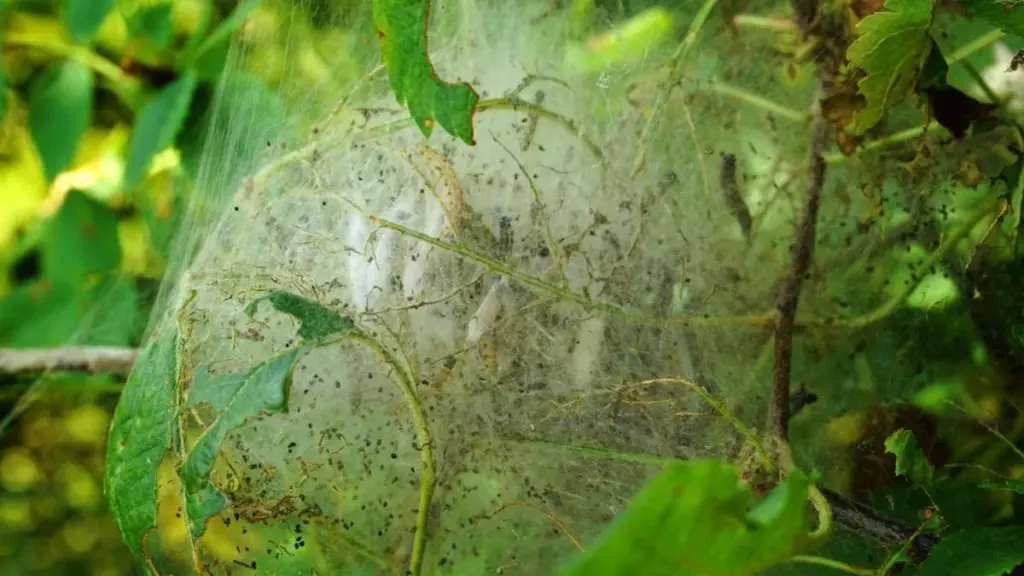 Appel-spinselrups: wat u nu kunt doen tegen de witte nesten in uw appelboom
