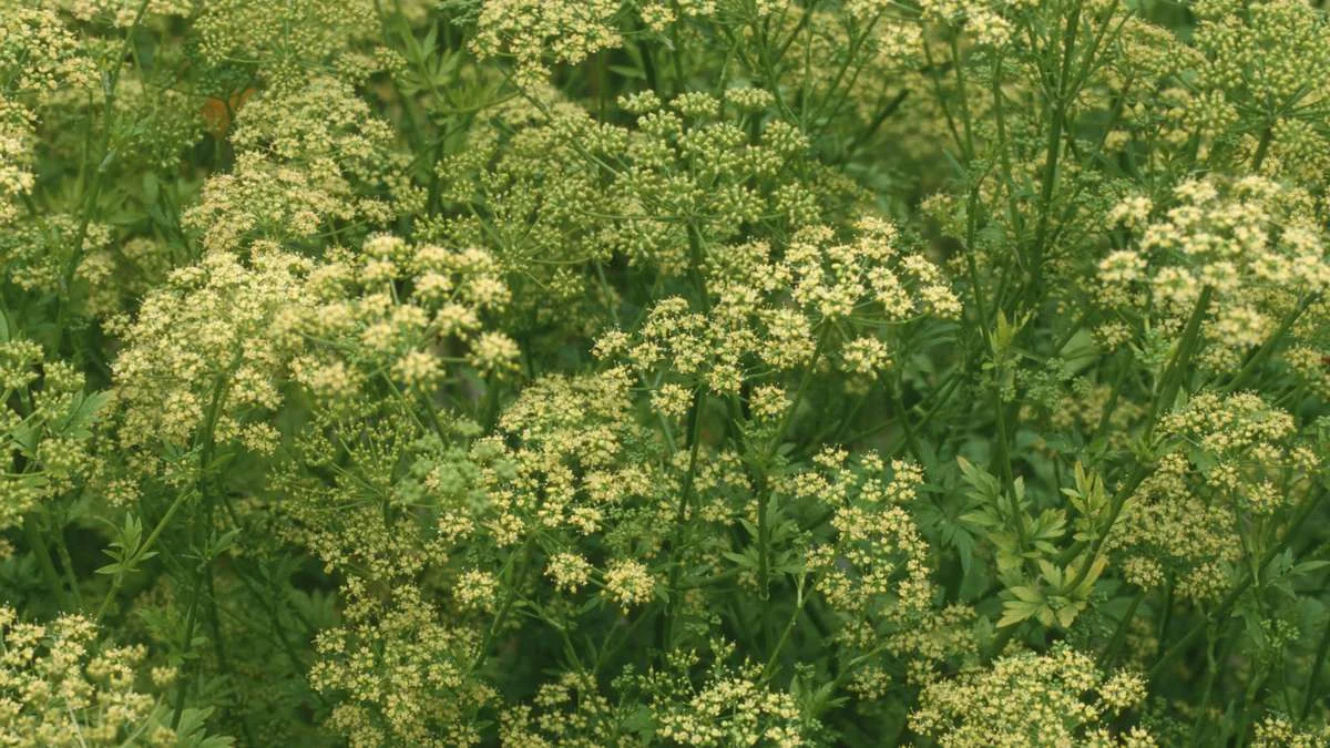 Peterselie bloeit? Waarom u de blaadjes nu absoluut niet meer mag eten