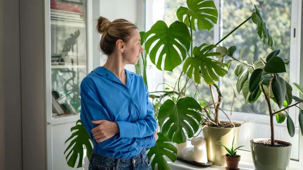 Wanneer de Monstera “huilt” – wat sommigen zien als noodkreet, is eigenlijk een goed teken