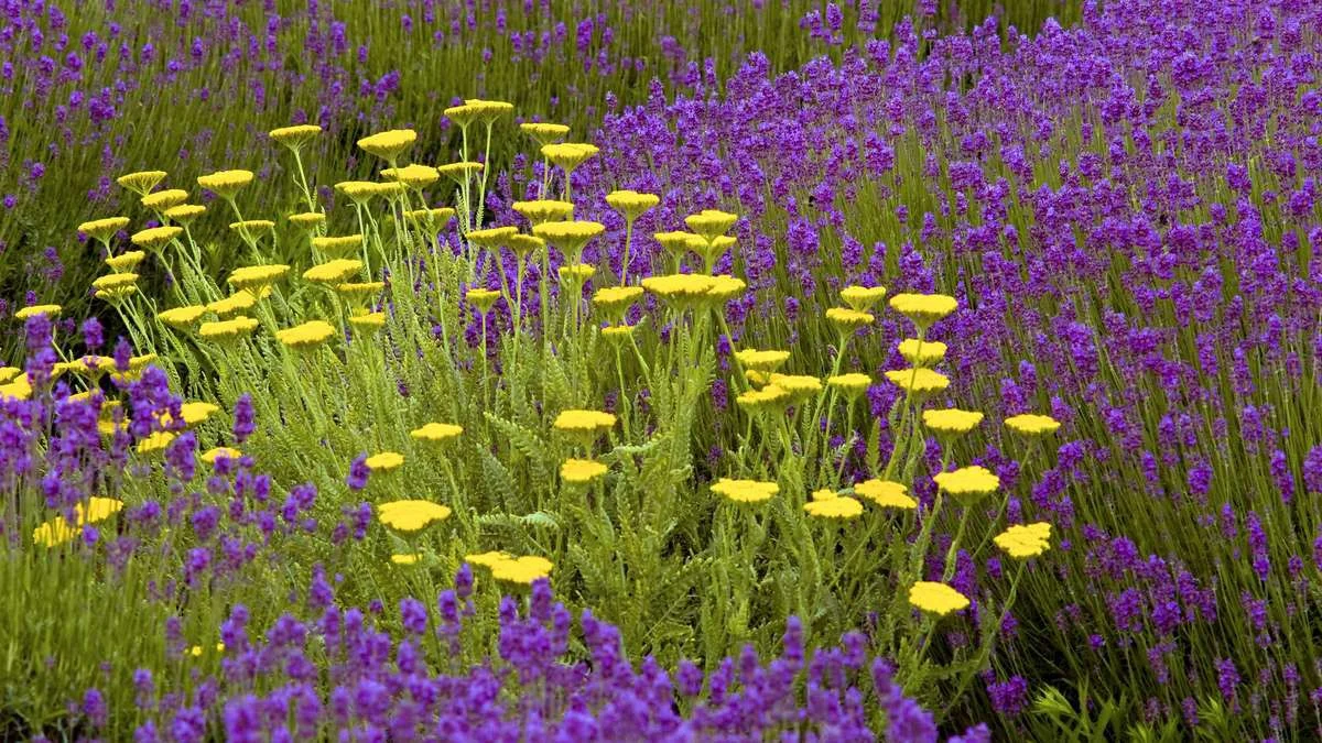 Wat past bij lavendel? De beste buurplanten voor dit geurkruid