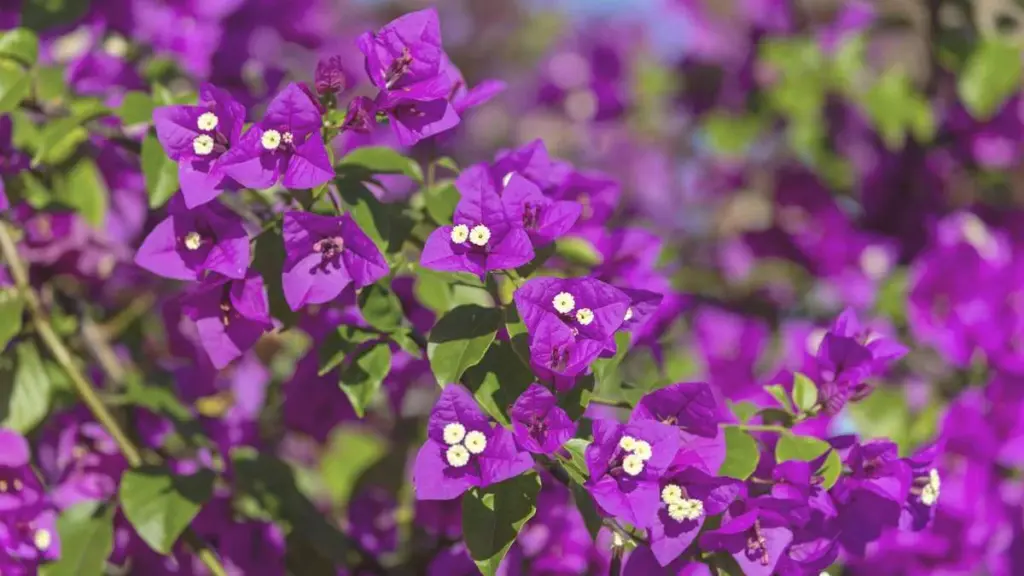 Wanneer de bougainvillea niet wil: zo stimuleer je groei en bloei