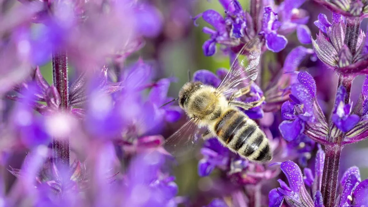 In plaats van lavendel: deze inheemse plant trekt talloze bijen naar uw tuin