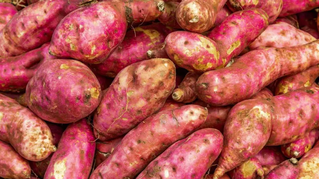 Zoete aardappelen kweken: zo plant en oogst je dit gewas