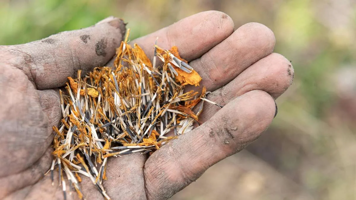 Tagetes-zaden oogsten en gratis ongedierte verjagen